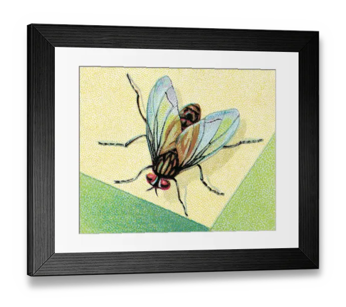 Framed Print : Insect. http: /  / csaimages.com / images / istockprofile / csa_vector_dsp.jpg