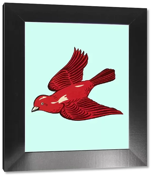 Red Bird. http: /  / csaimages.com / images / istockprofile / csa_vector_dsp.jpg