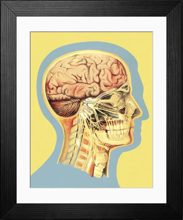 Framed Print : Medical Illustration of Head Framed Print : Medical Illustration of Head