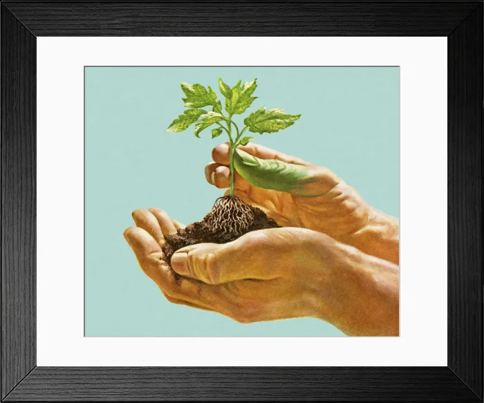 Framed Print : Hands Holding Seedling Framed Print : Hands Holding Seedling