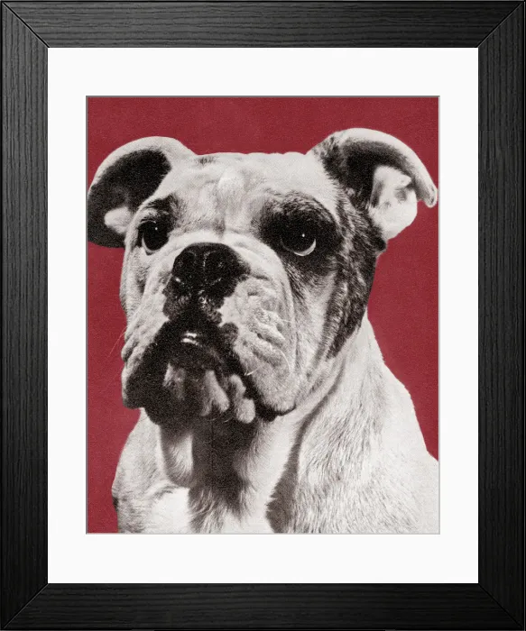 Framed Print : Bulldog. http: / / csaimages.com / images / istockprofile / csa_vector_dsp.jpg Framed Print : Bulldog. http: / / csaimages.com / images / istockprofile / csa_vector_dsp.jpg