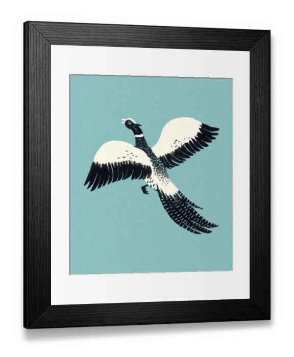 Framed Print : Pheasant Flying Framed Print : Pheasant Flying
