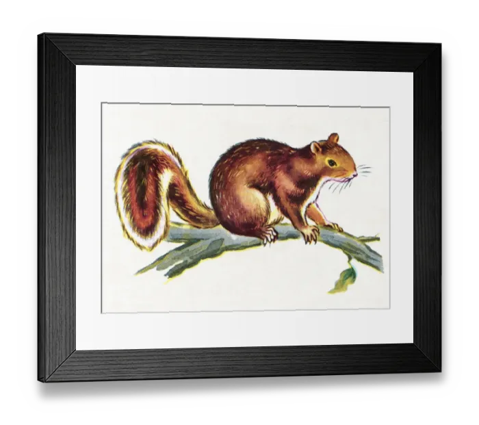 Framed Print : Squirrel on Branch Framed Print : Squirrel on Branch