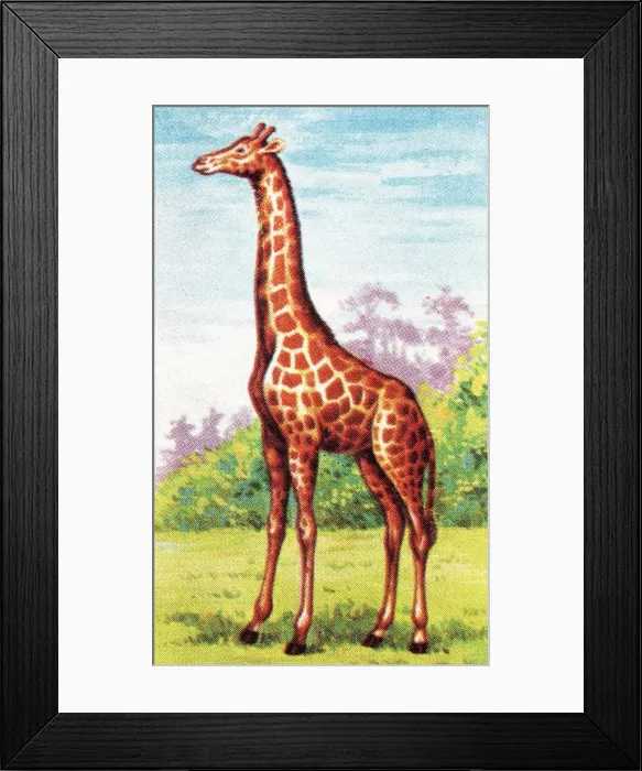 Framed Print : Giraffe. http: / / csaimages.com / images / istockprofile / csa_vector_dsp.jpg Framed Print : Giraffe. http: / / csaimages.com / images / istockprofile / csa_vector_dsp.jpg