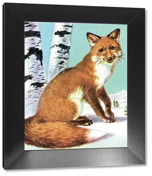 Fox. http: /  / csaimages.com / images / istockprofile / csa_vector_dsp.jpg