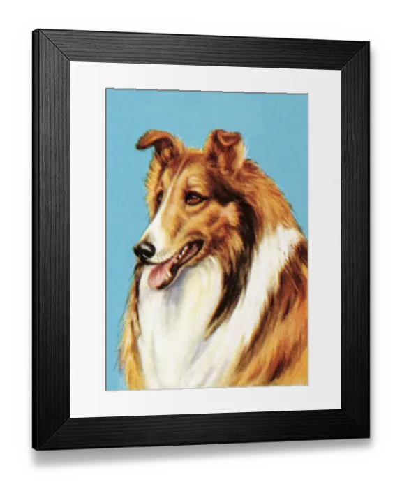 Framed Print : Collie. http: / / csaimages.com / images / istockprofile / csa_vector_dsp.jpg Framed Print : Collie. http: / / csaimages.com / images / istockprofile / csa_vector_dsp.jpg