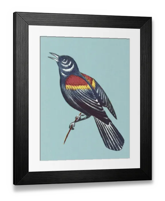 Framed Print : Bird on Blue Background Framed Print : Bird on Blue Background