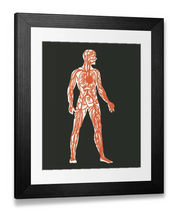 Framed Print : Human anatomy Framed Print : Human anatomy