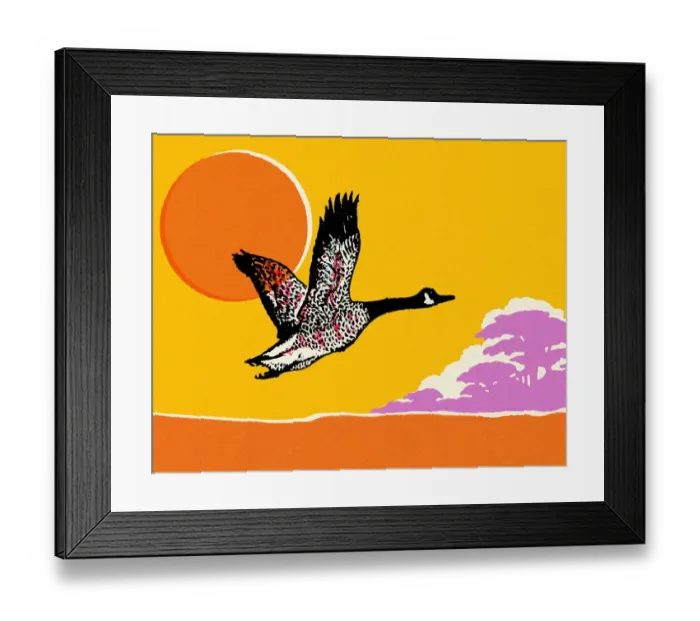 Framed Print : Flying Canadian Goose Framed Print : Flying Canadian Goose