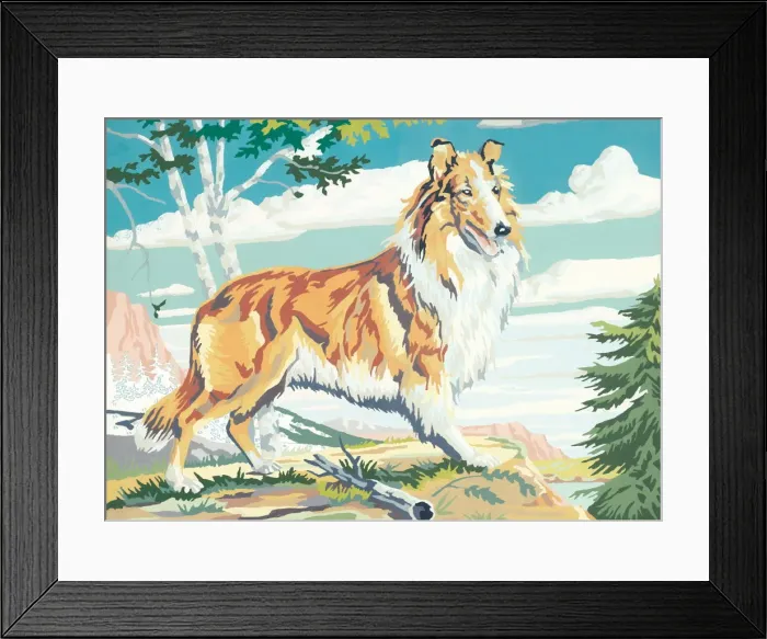Framed Print : Collie. http: / / csaimages.com / images / istockprofile / csa_vector_dsp.jpg Framed Print : Collie. http: / / csaimages.com / images / istockprofile / csa_vector_dsp.jpg