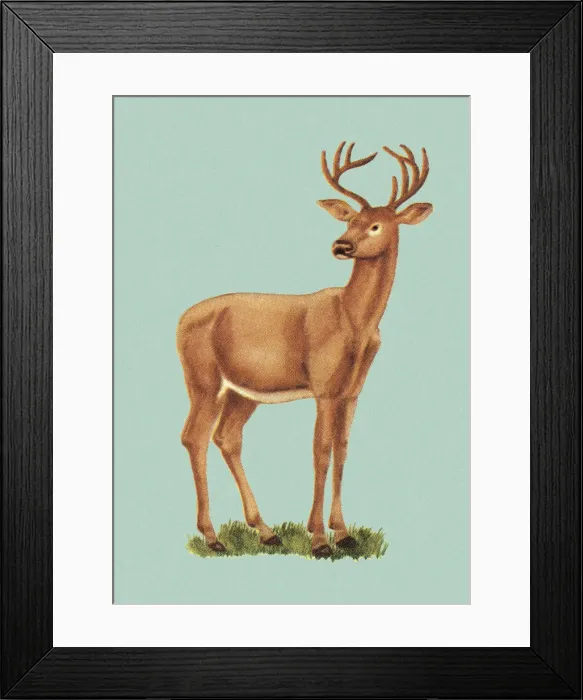 Framed Print : Deer Standing Framed Print : Deer Standing