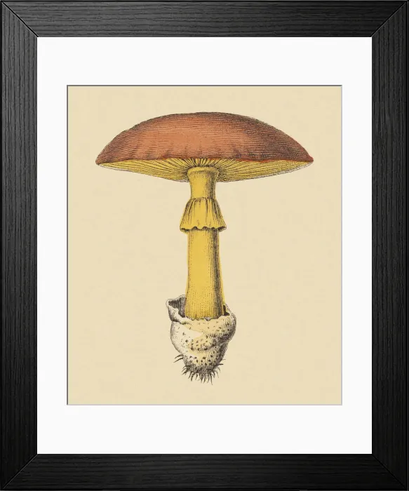 Framed Print : Mushroom. http: / / csaimages.com / images / istockprofile / csa_vector_dsp.jpg Framed Print : Mushroom. http: / / csaimages.com / images / istockprofile / csa_vector_dsp.jpg