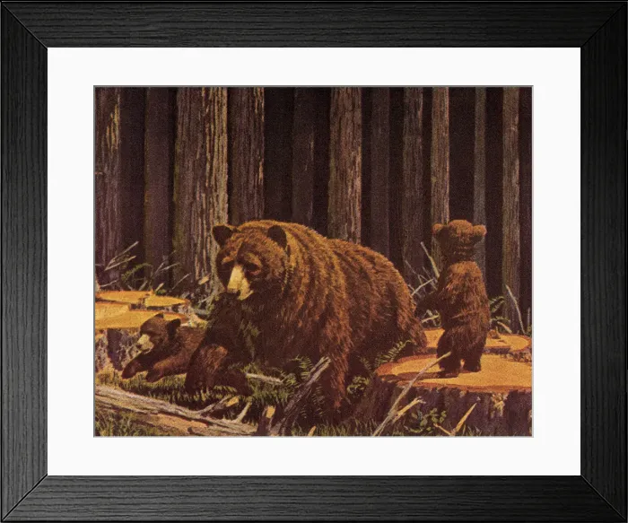Framed Print : Three Bears Framed Print : Three Bears