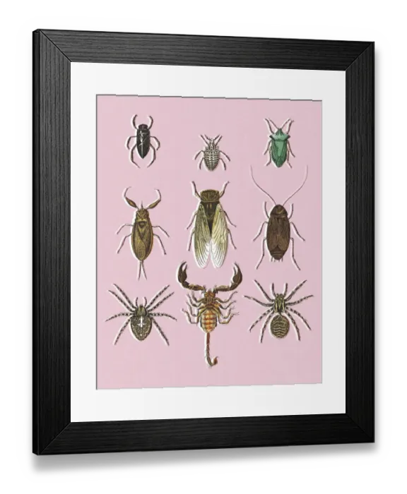 Framed Print : Scorpion and Various Insects