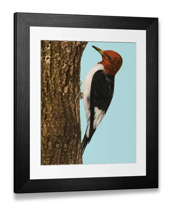 Framed Print : Woodpecker Framed Print : Woodpecker