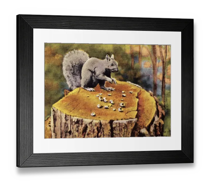 Framed Print : Squirrel on Tree Stump Framed Print : Squirrel on Tree Stump