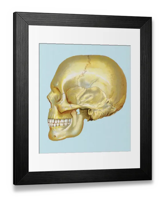 Framed Print : Human Skull Framed Print : Human Skull