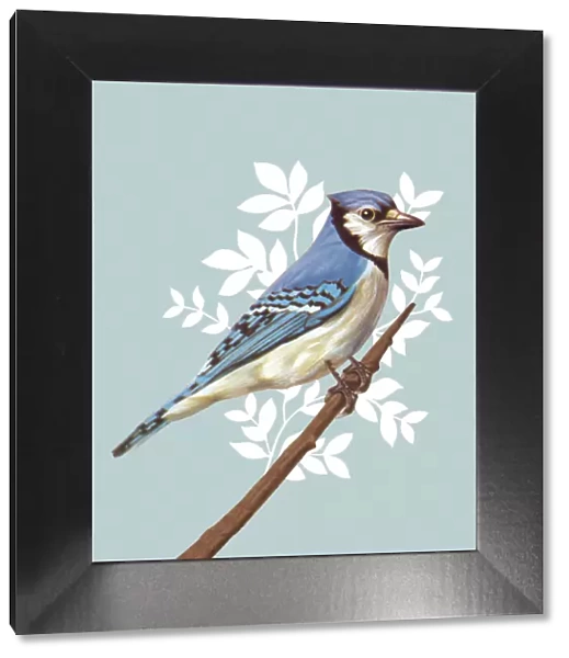 Blue Jay. http: /  / csaimages.com / images / istockprofile / csa_vector_dsp.jpg