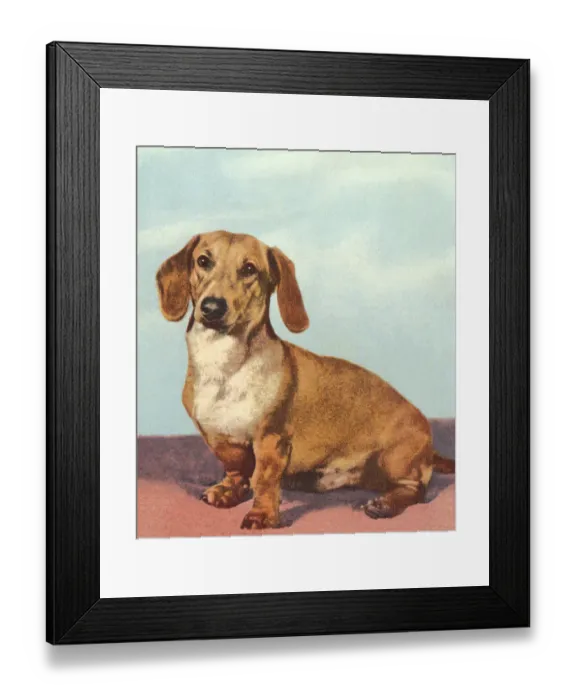 Framed Print : Dachshund Dog