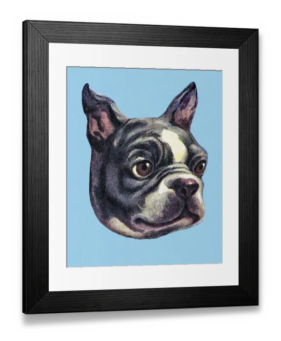 Framed Print : Boston Terrier Framed Print : Boston Terrier