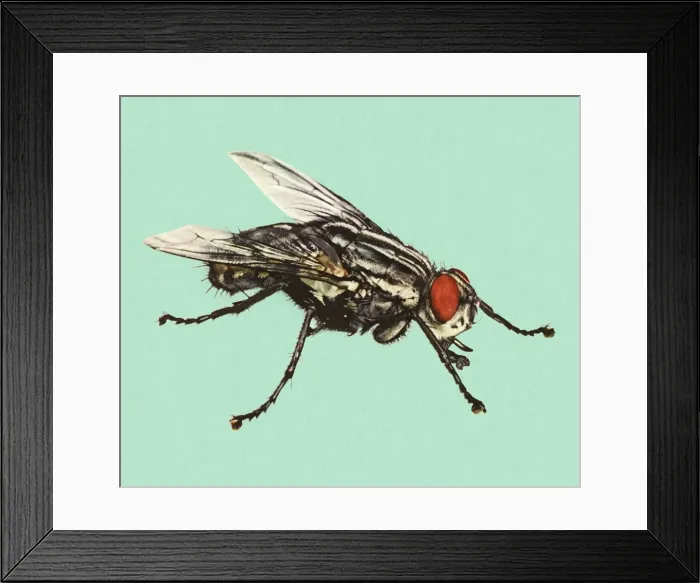 Framed Print : Fly on a Blue Background Framed Print : Fly on a Blue Background