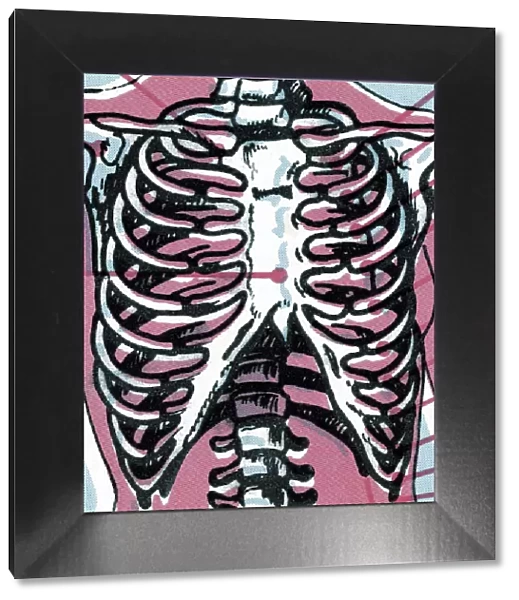 Ribcage. http: /  / csaimages.com / images / istockprofile / csa_vector_dsp.jpg
