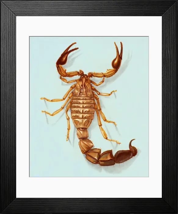 Framed Print : Scorpion. http: / / csaimages.com / images / istockprofile / csa_vector_dsp.jpg Framed Print : Scorpion. http: / / csaimages.com / images / istockprofile / csa_vector_dsp.jpg