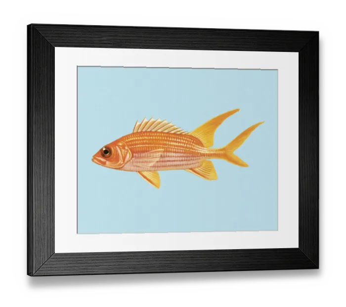 Framed Print : Goldfish. http: / / csaimages.com / images / istockprofile / csa_vector_dsp.jpg Framed Print : Goldfish. http: / / csaimages.com / images / istockprofile / csa_vector_dsp.jpg