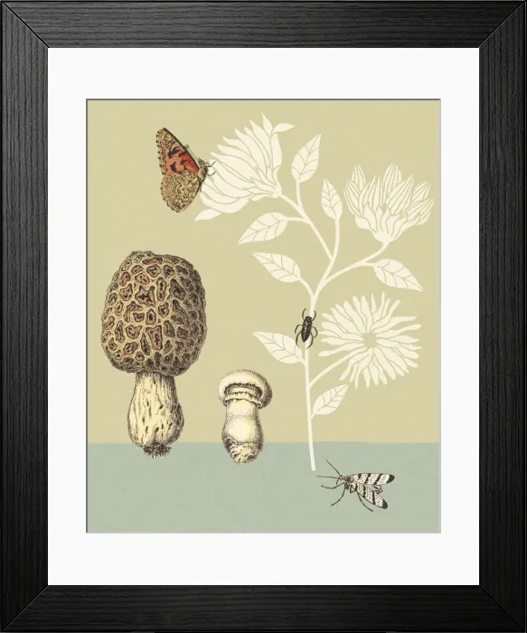 Framed Print : Mushrooms Insects and Flowers