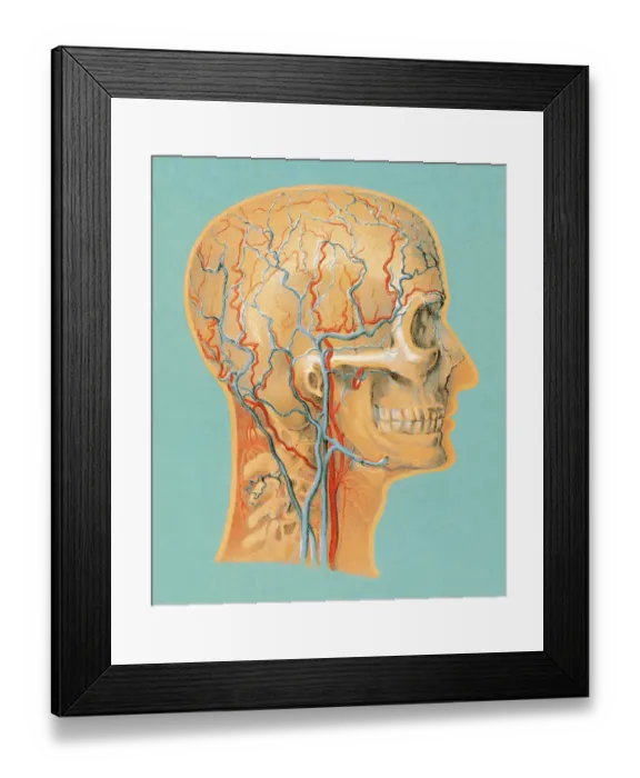 Framed Print : Human Anatomy Head Framed Print : Human Anatomy Head