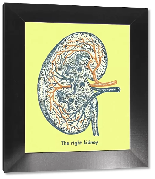 The Right Kidney