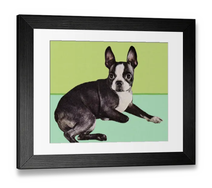 Framed Print : Boston Terrier Dog Framed Print : Boston Terrier Dog