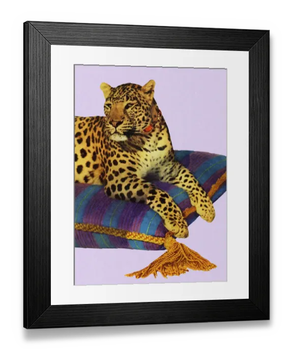 Framed Print : Leopard Resting On Pillow Framed Print : Leopard Resting On Pillow