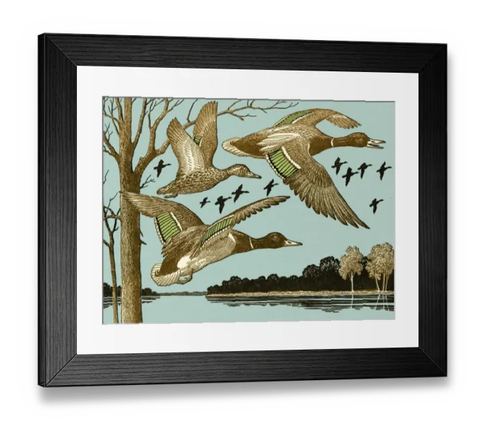 Framed Print : Ducks Flying Framed Print : Ducks Flying