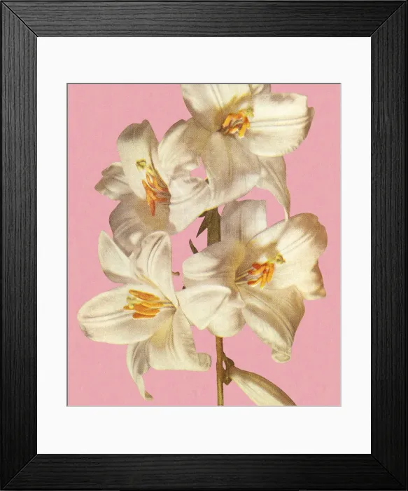 Framed Print : White Lilies Framed Print : White Lilies