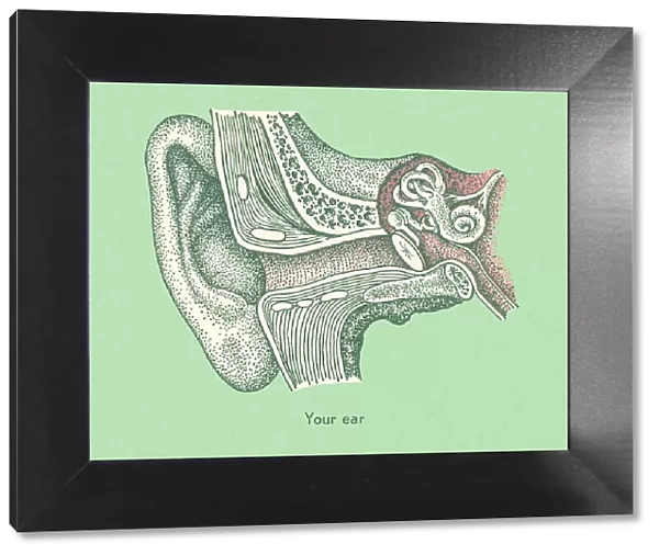 Your Ear. http: /  / csaimages.com / images / istockprofile / csa_vector_dsp.jpg
