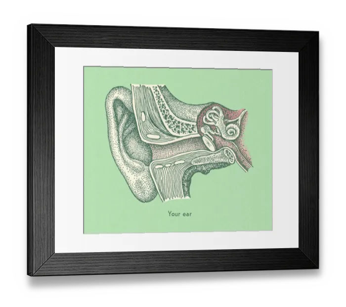Framed Print : Your Ear. http: / / csaimages.com / images / istockprofile / csa_vector_dsp.jpg Framed Print : Your Ear. http: / / csaimages.com / images / istockprofile / csa_vector_dsp.jpg