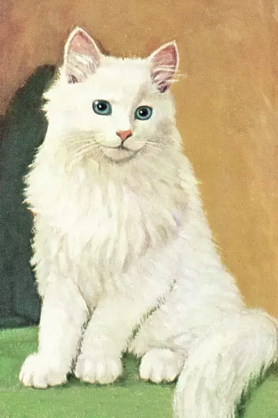White cat. http: /  / csaimages.com / images / istockprofile / csa_vector_dsp.jpg