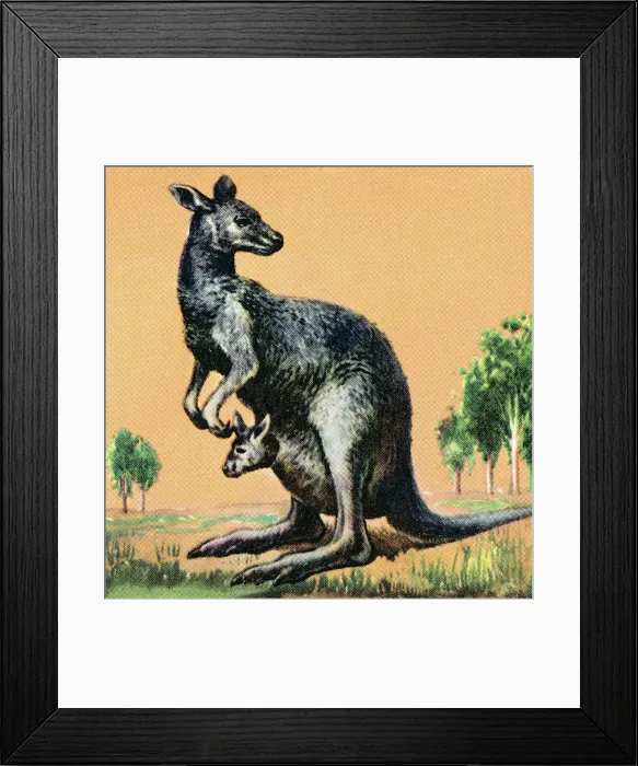 Framed Print : Kangaroo. http: / / csaimages.com / images / istockprofile / csa_vector_dsp.jpg Framed Print : Kangaroo. http: / / csaimages.com / images / istockprofile / csa_vector_dsp.jpg