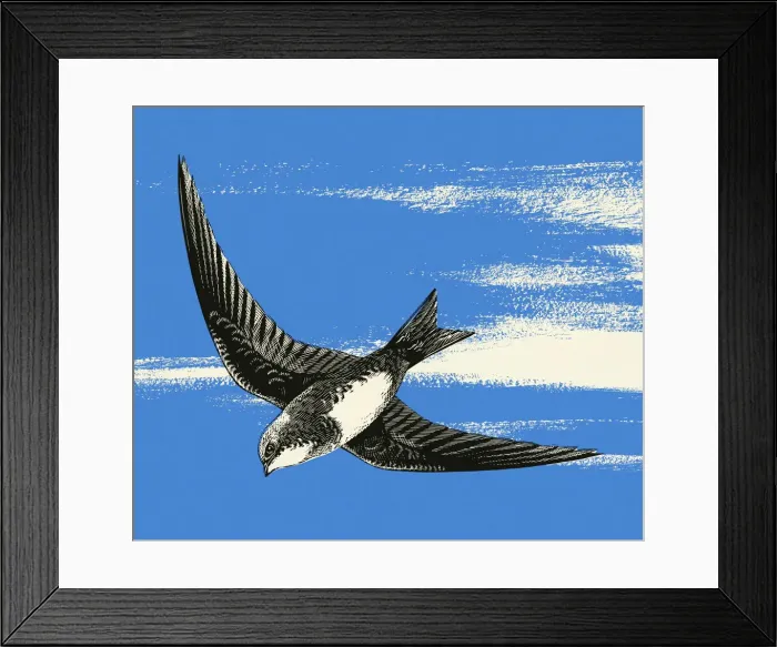 Framed Print : Bird in Flight Framed Print : Bird in Flight