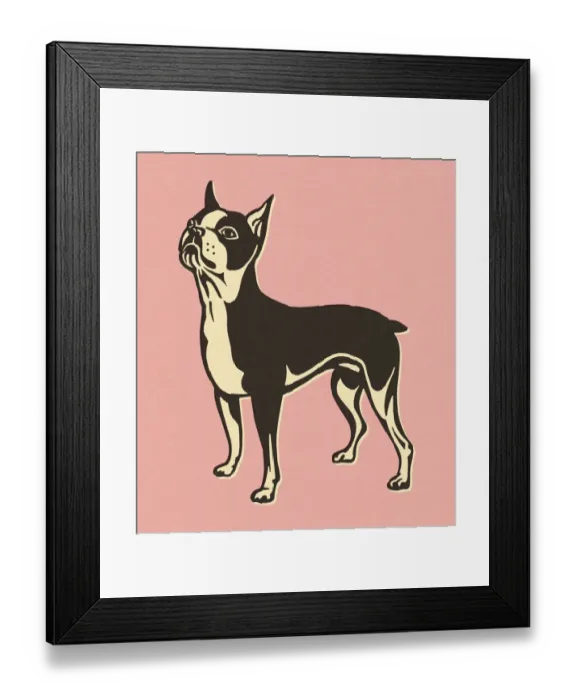 Framed Print : Boston Terrier on Pink Background Framed Print : Boston Terrier on Pink Background