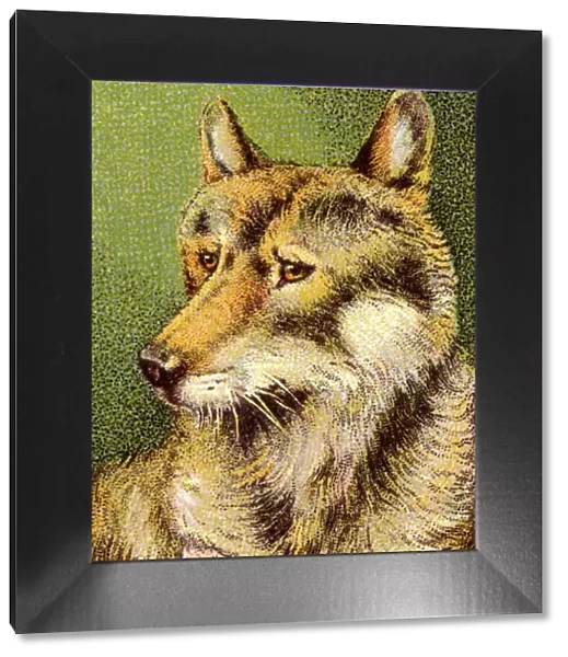 Coyote. http: /  / csaimages.com / images / istockprofile / csa_vector_dsp.jpg