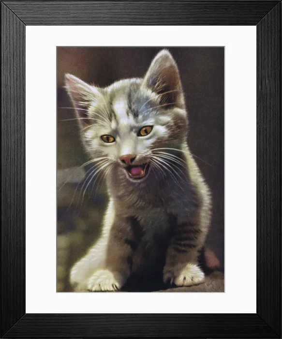 Framed Print : Grey Kitten Framed Print : Grey Kitten