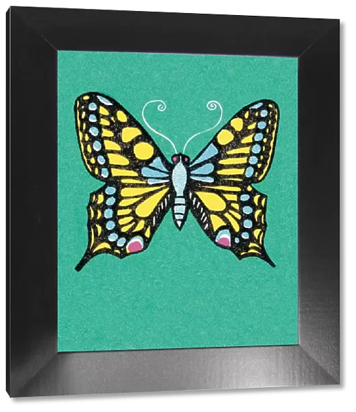 Butterfly. http: /  / csaimages.com / images / istockprofile / csa_vector_dsp.jpg