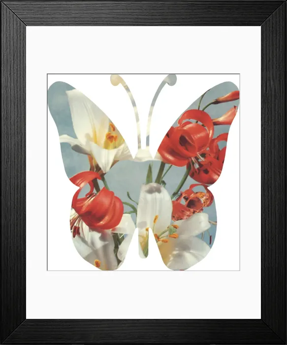 Framed Print : Rose Butterfly Framed Print : Rose Butterfly