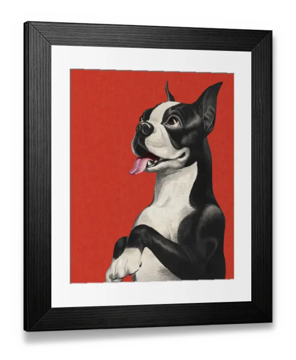 Framed Print : Boston Terrier Begging Framed Print : Boston Terrier Begging