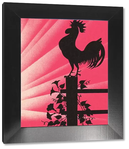 Rooster at Sunrise
