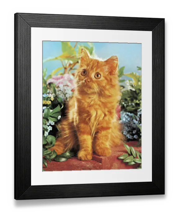 Framed Print : Kitten in a Garden Framed Print : Kitten in a Garden