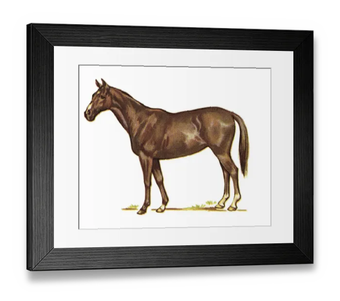 Framed Print : Brown Horse Framed Print : Brown Horse