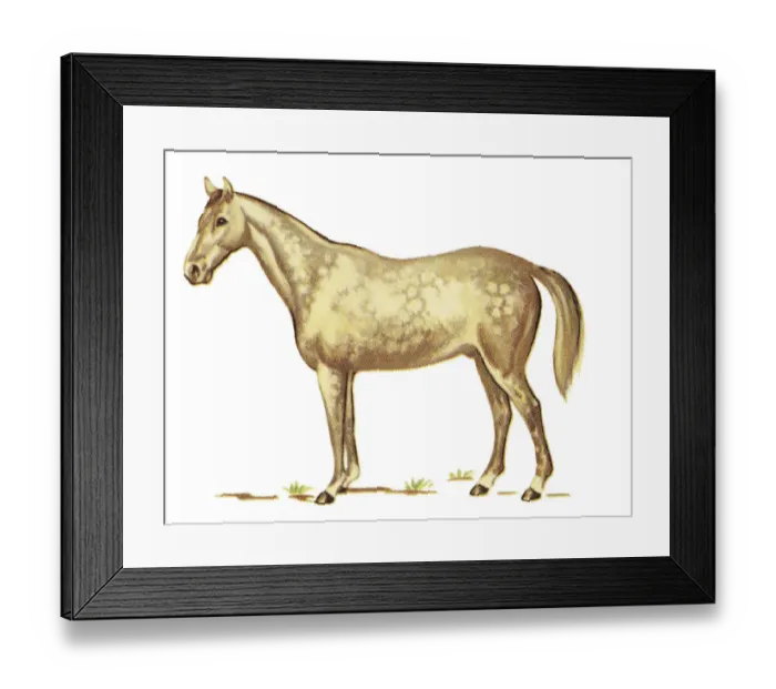 Framed Print : Brown Horse Framed Print : Brown Horse